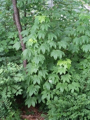 Kalopanax septemlobus