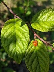 Coccinella septempunctata