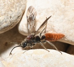 Sphaeropthalma imperialis