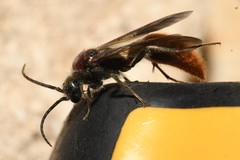 Sphaeropthalma imperialis