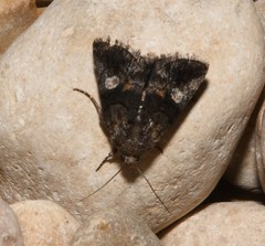 Copanarta aurea