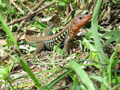 Rainbow Ameiva photo 1
