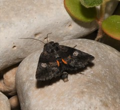 Copanarta aurea