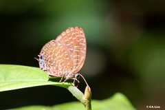 Arhopala democritus