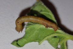 Ascotis