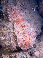 Platydoris sabulosa
