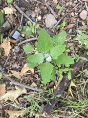 Chenopodium album