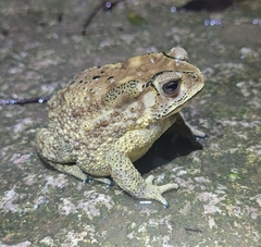Duttaphrynus melanostictus