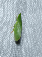 Petalocephala