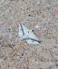 Ugia eugrapha