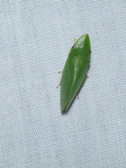 Petalocephala