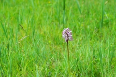 Orchis × beyrichii
