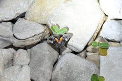 Copanarta aurea