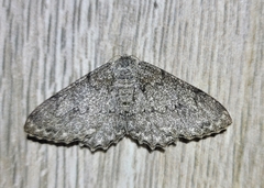 Geometridae