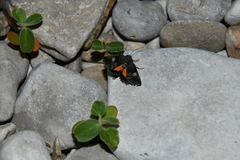 Copanarta aurea