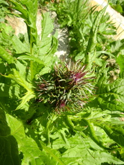 Cirsium alsophilum