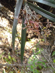 Epidendrum anisatum