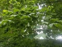 Kalopanax septemlobus