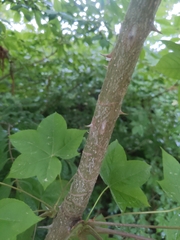 Kalopanax septemlobus