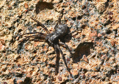 Philodromus cespitum