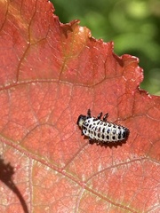 Chrysomela vigintipunctata