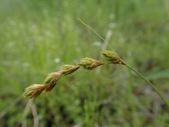 Carex hormathodes