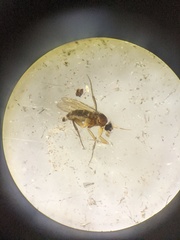 Metopininae