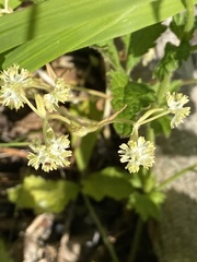 Rodgersia podophylla