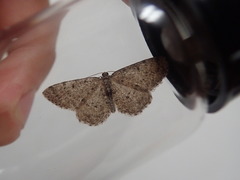 Ectropis crepuscularia