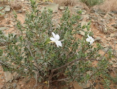 Barleria irritans