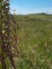 Himantoglossum hircinum
