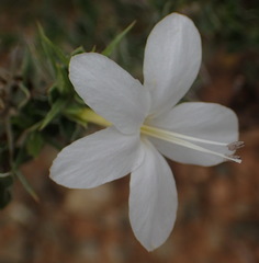 Barleria irritans
