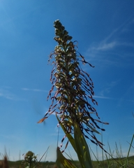 Himantoglossum hircinum