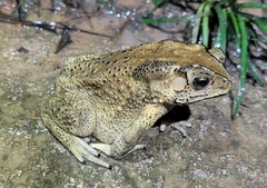 Duttaphrynus melanostictus