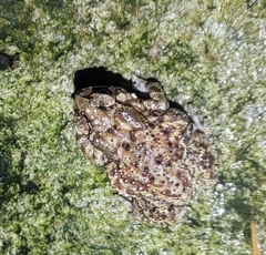 Duttaphrynus melanostictus