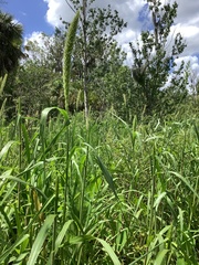 Setaria magna