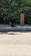 Corvus monedula