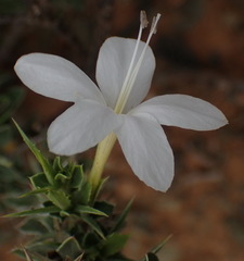 Barleria irritans