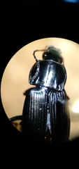 Poecilus lucublandus
