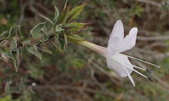 Barleria irritans