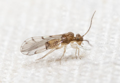 Ectopsocus californicus