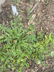 Capsella bursa-pastoris