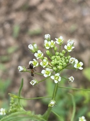 Capsella bursa-pastoris