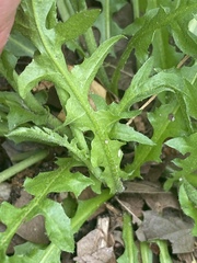 Capsella bursa-pastoris