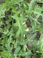 Capsella bursa-pastoris