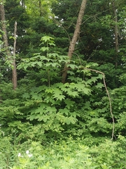 Kalopanax septemlobus