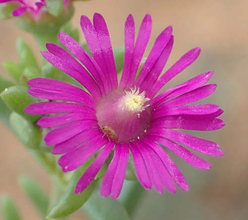 Hone Sheepfig (Delosperma ornatulum)