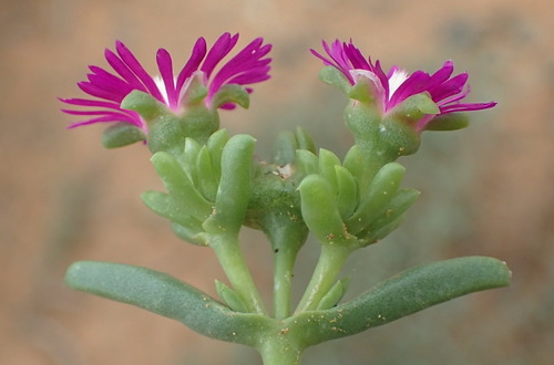 Image of Delosperma ornatulum by (c) Nicola van Berkel, some rights reserved (CC BY-SA)