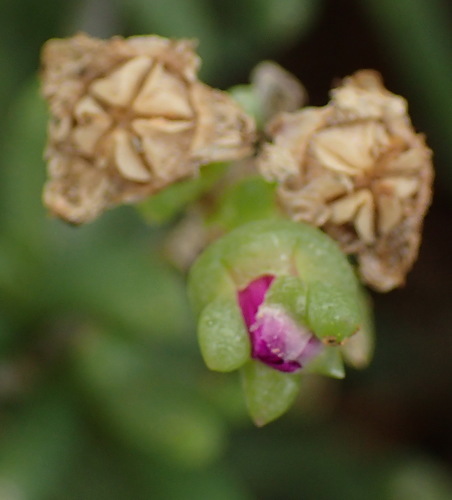 Image of Delosperma ornatulum by (c) Nicola van Berkel, some rights reserved (CC BY-SA)