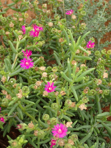 Image of Delosperma ornatulum by (c) Nicola van Berkel, some rights reserved (CC BY-SA)